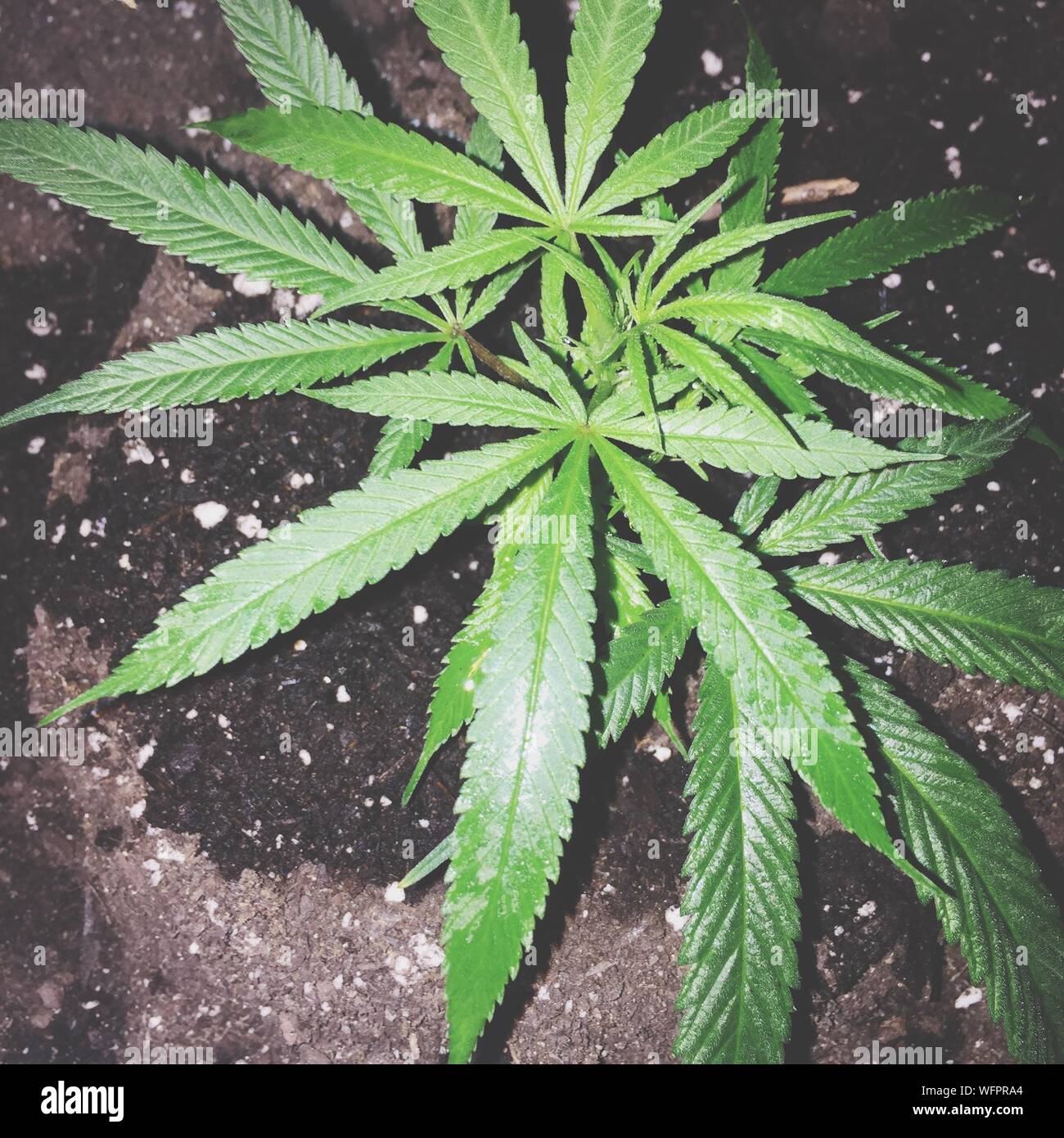Closeup Of Cannabis Plant Growing On Field At Night Stock Photo Alamy