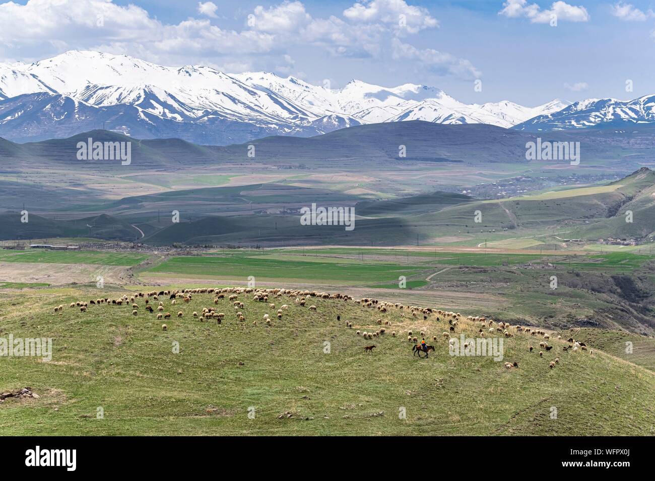 Armenia, Syunik region, herd of sheep near Sisian Stock Photo