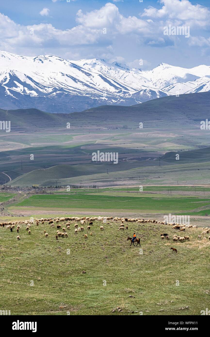 Armenia, Syunik region, herd of sheep near Sisian Stock Photo