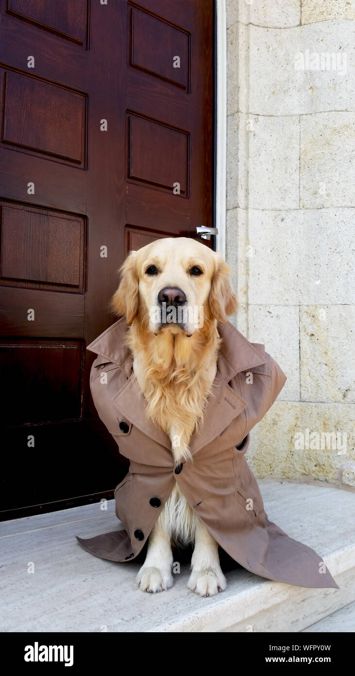 golden retriever jacket