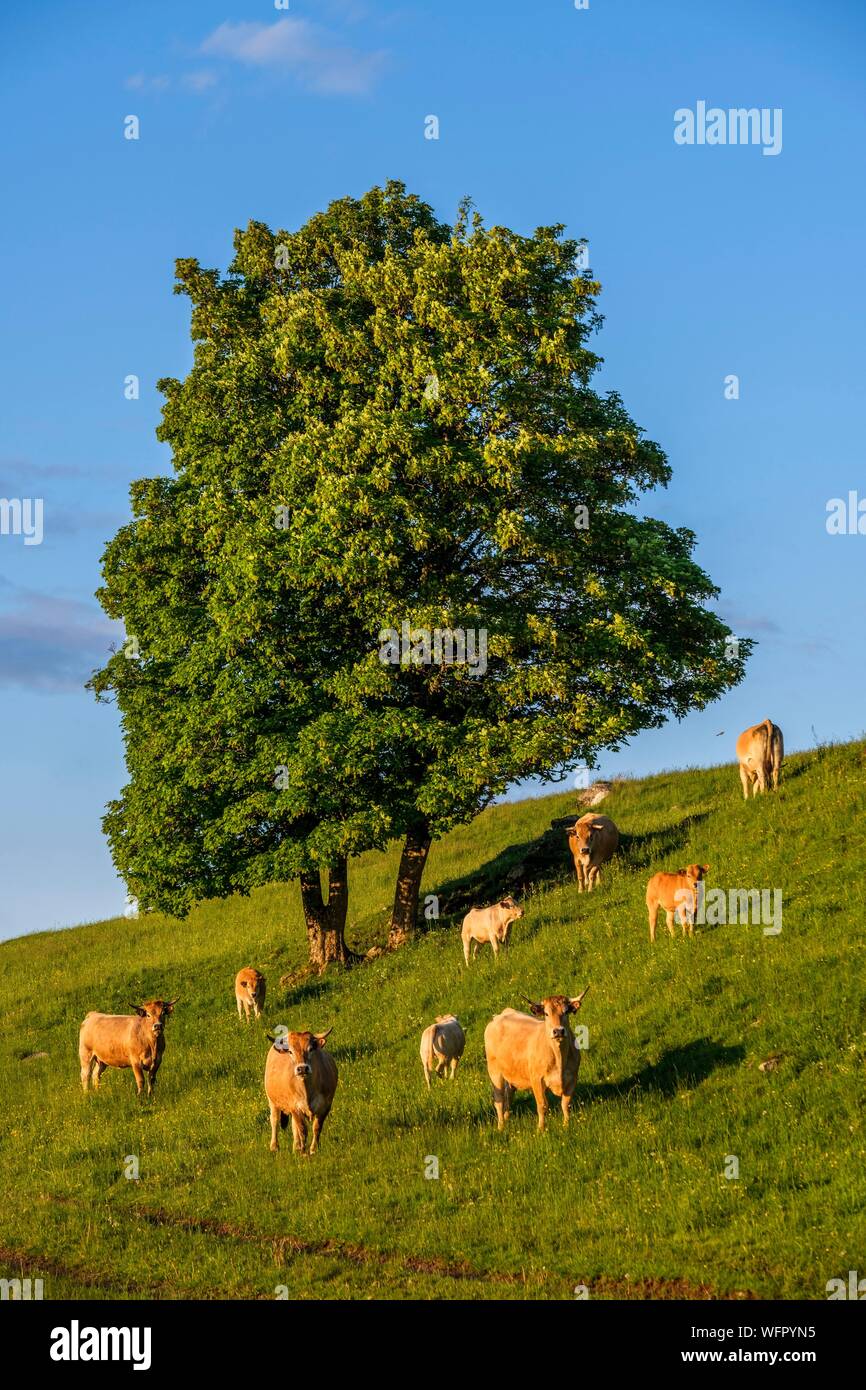 France, Cantal, Regional Natural Park of the Auvergne Volcanoes, herd of cows, Santoire valley near Dienne Stock Photo