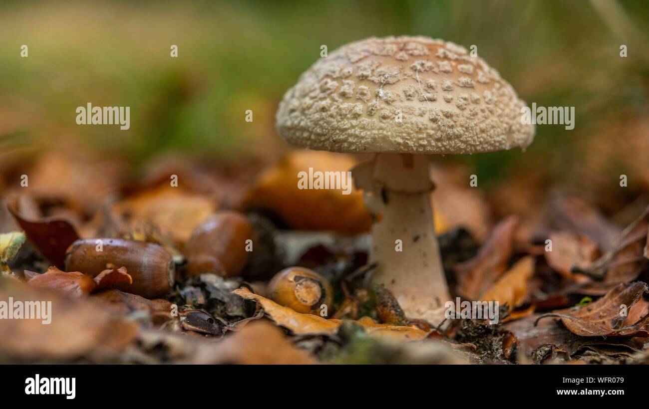 France, Somme (80), Crécy forest, Crécy-en-Ponthieu, Blushing Amanita mushroom - Amanita rubescens in autumn Stock Photo