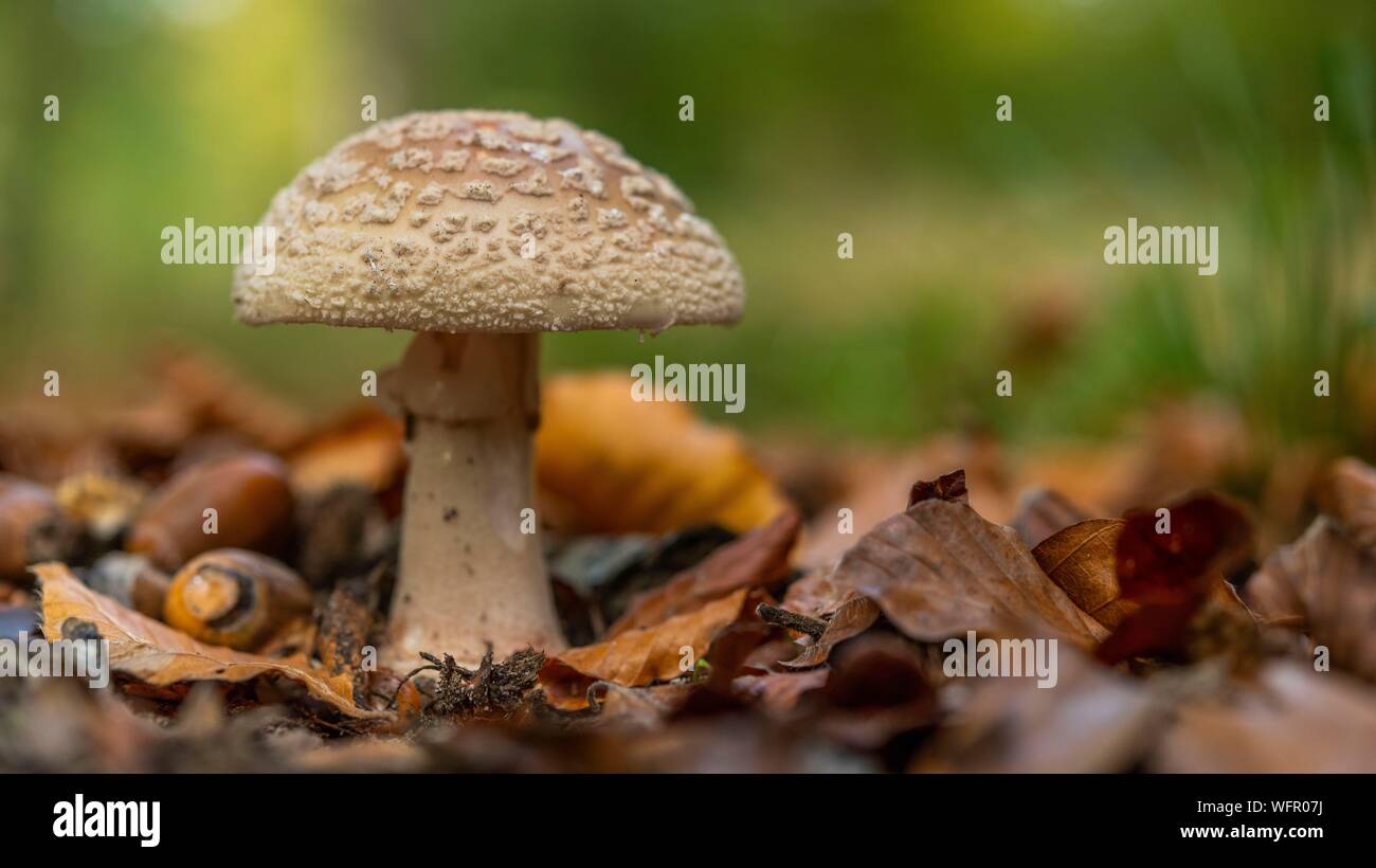 France, Somme (80), Crécy forest, Crécy-en-Ponthieu, Blushing Amanita mushroom - Amanita rubescens in autumn Stock Photo