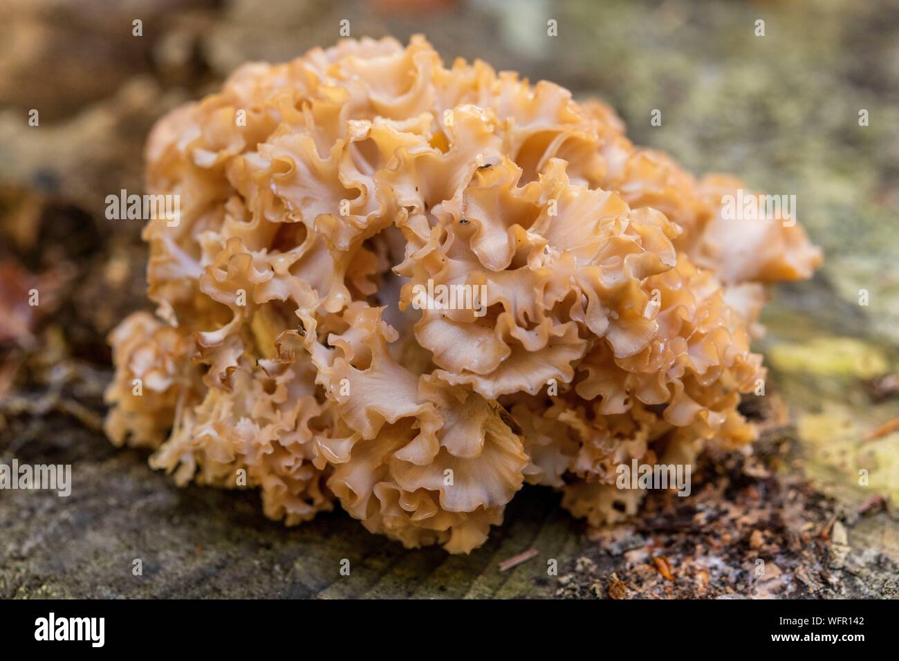 France, Somme (80), The frizzy clavary, Sparassis crispa, is also called pine morel or cauliflower, mushrooms in Crécy forest in autumn Stock Photo