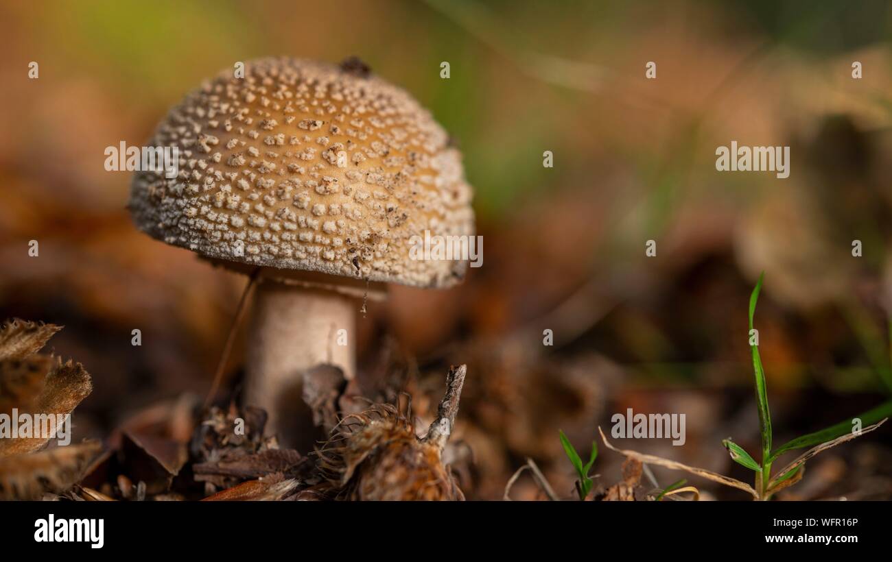 France, Somme (80), Crécy forest, Crécy-en-Ponthieu, Blushing Amanita mushroom - Amanita rubescens in autumn Stock Photo