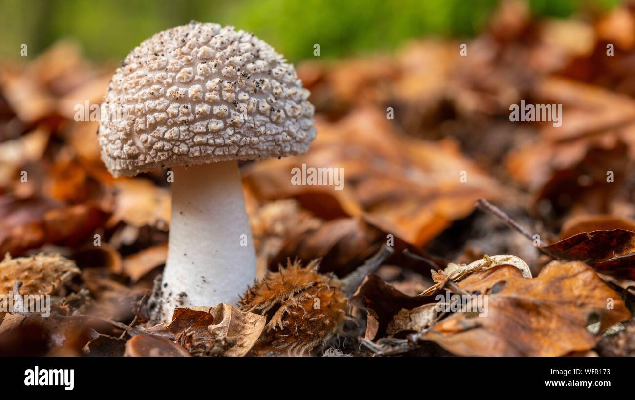 France, Somme (80), Crécy forest, Crécy-en-Ponthieu, Blushing Amanita mushroom - Amanita rubescens in autumn Stock Photo