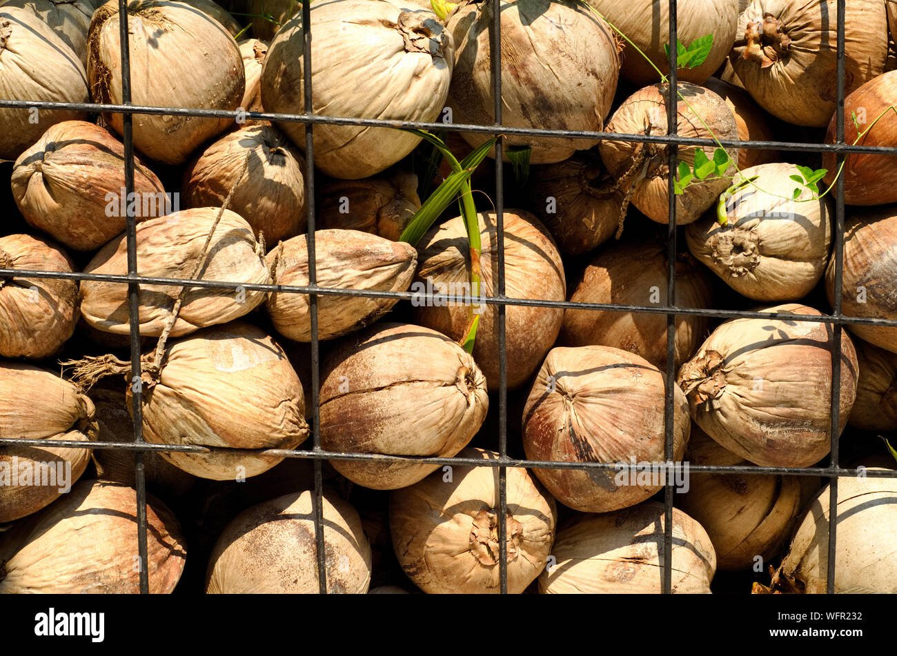 A heap of ripe brown coconuts that in a big iron cage in a farm. It is a food ingredient in a tropical area. Stock Photo