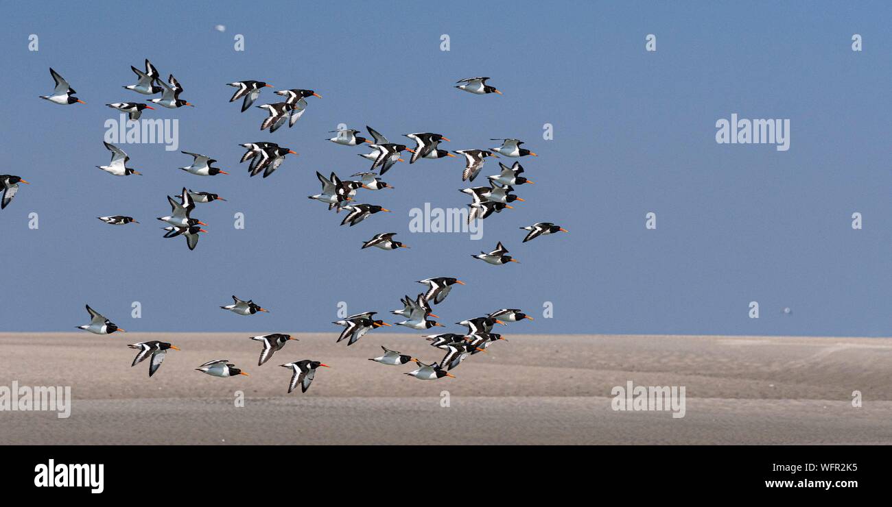 France, Somme, Baie de Somme, Oystercatcher (Haematopus ostralegus Eurasian Oystercatcher) flight dislodged by the rising tide Stock Photo