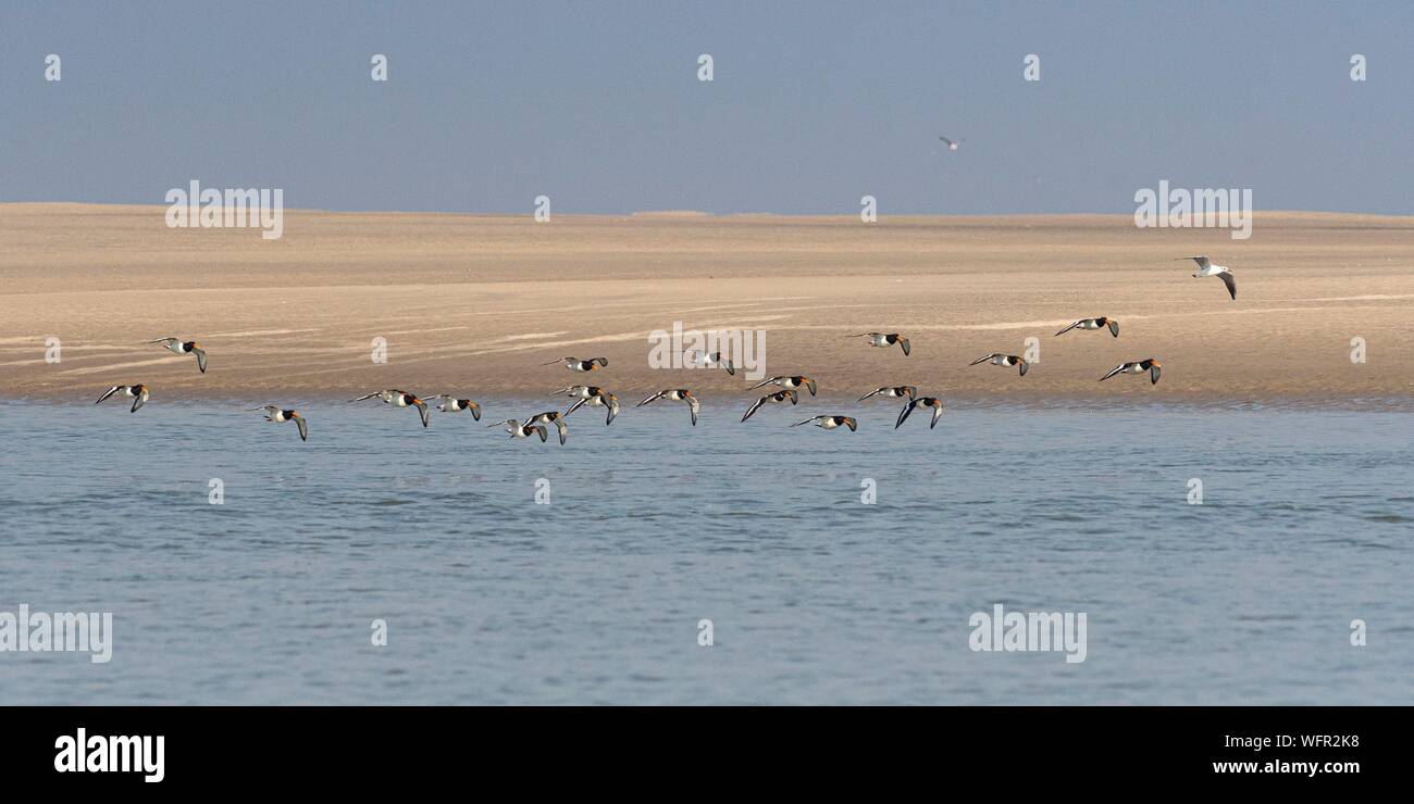 France, Somme, Baie de Somme, Oystercatcher (Haematopus ostralegus Eurasian Oystercatcher) flight dislodged by the rising tide Stock Photo