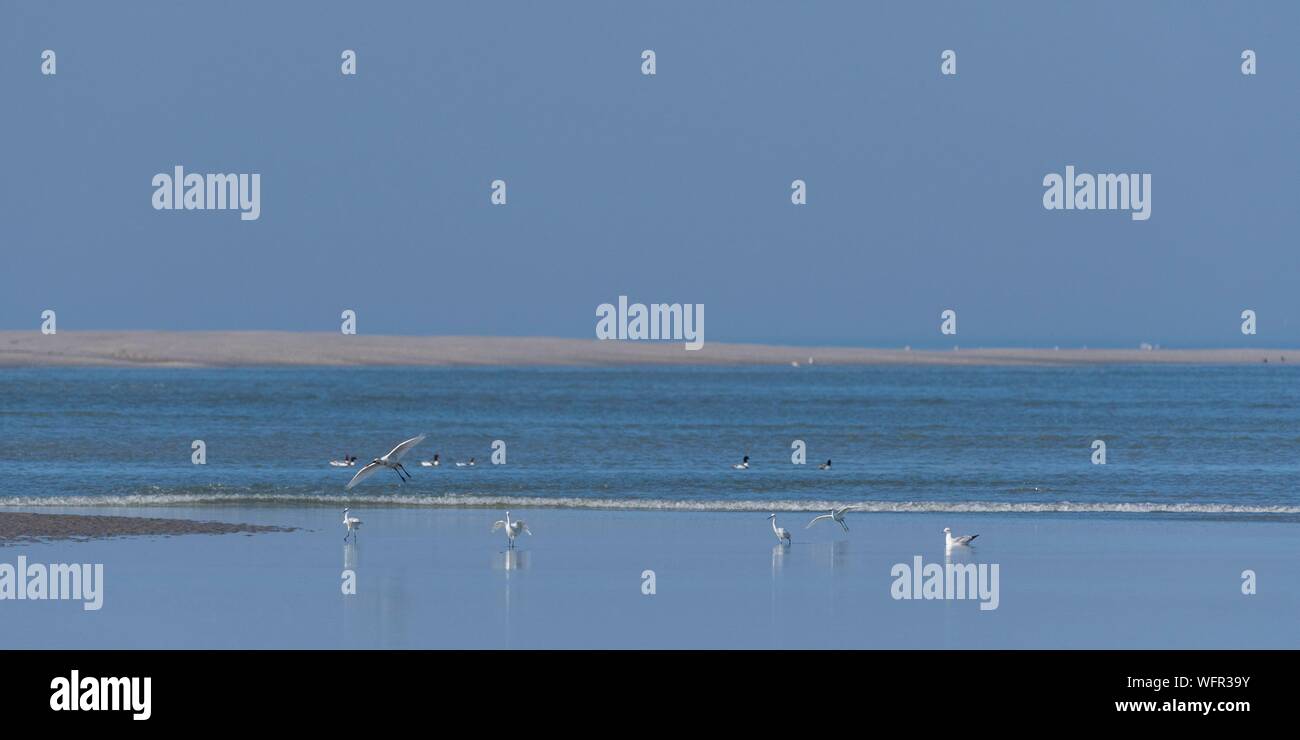 France, Somme, Baie de Somme, Natural Reserve of the Baie de Somme, Le Crotoy, Maye Beach, arrival of the tidal bore in the Baie de Somme, a small wave and a strong current gradually pushes the birds out of the bay Stock Photo