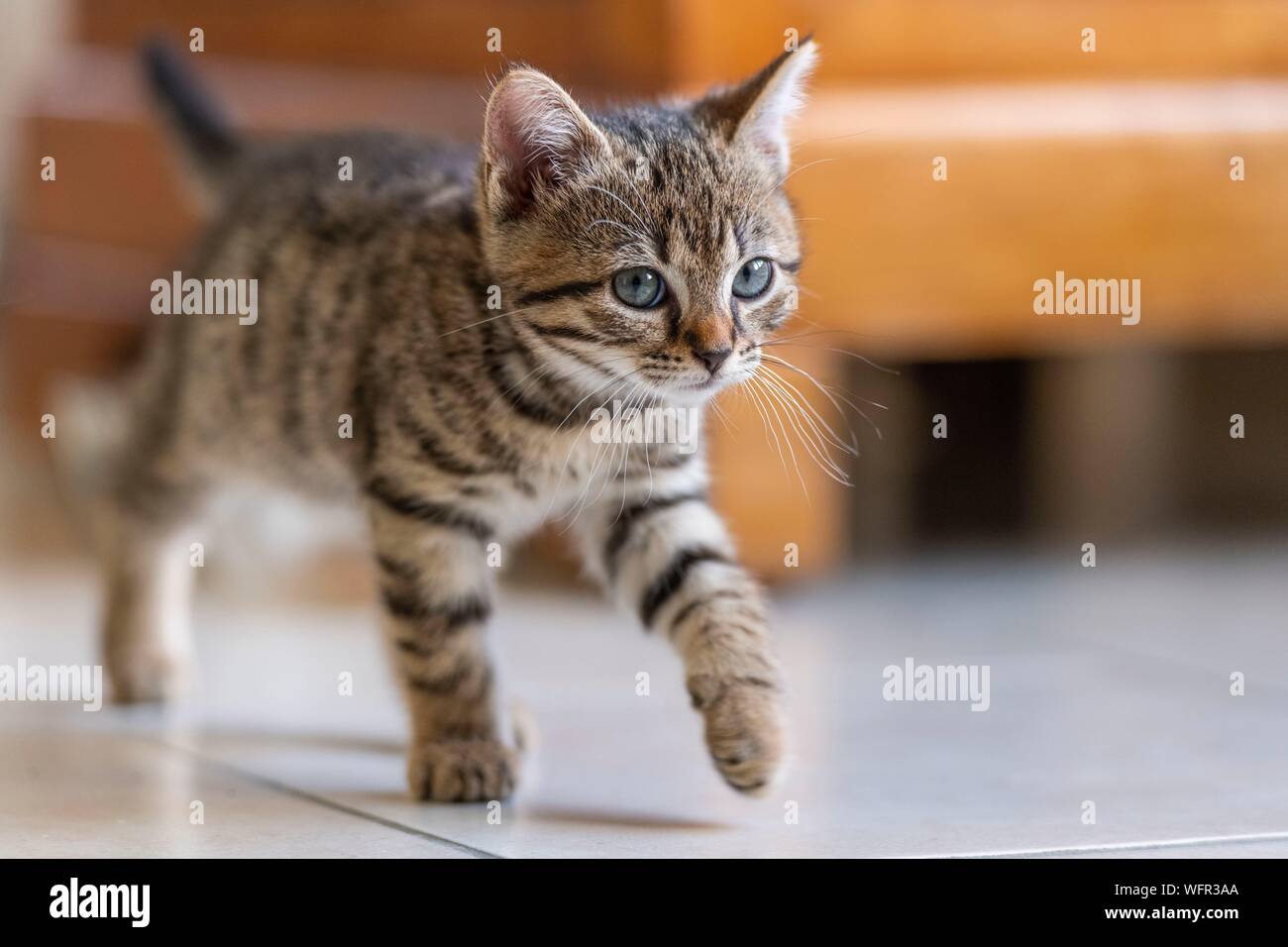 France, Somme, Marcheville, Pistachio, 7 weeks old female kitten, plays in the house Stock Photo