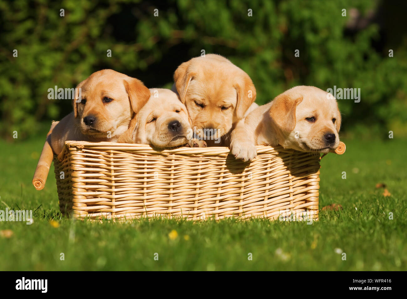 Puppies In A Basket Stock Photo - Alamy