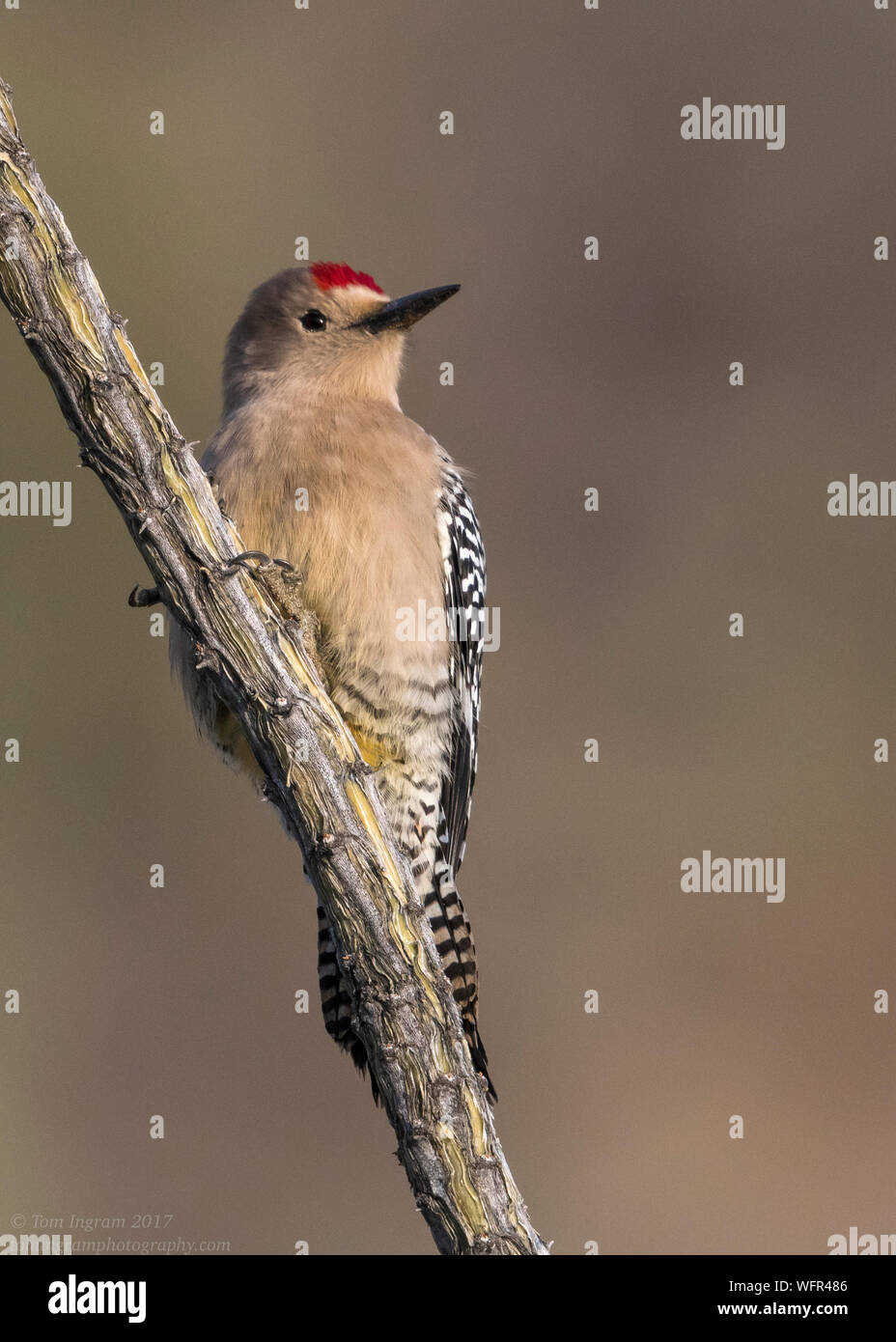 Gila Woodpecker (Melanerpes uropygialis) Sonoran Desert, Southern Arizona, USA Stock Photo