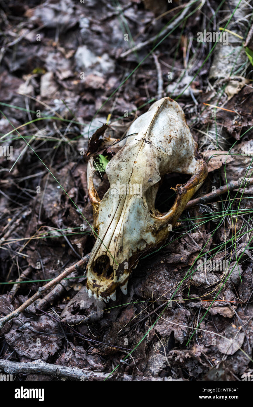 fox scull on dry leaves forest ground closeup with selective focus and blur. Stock Photo