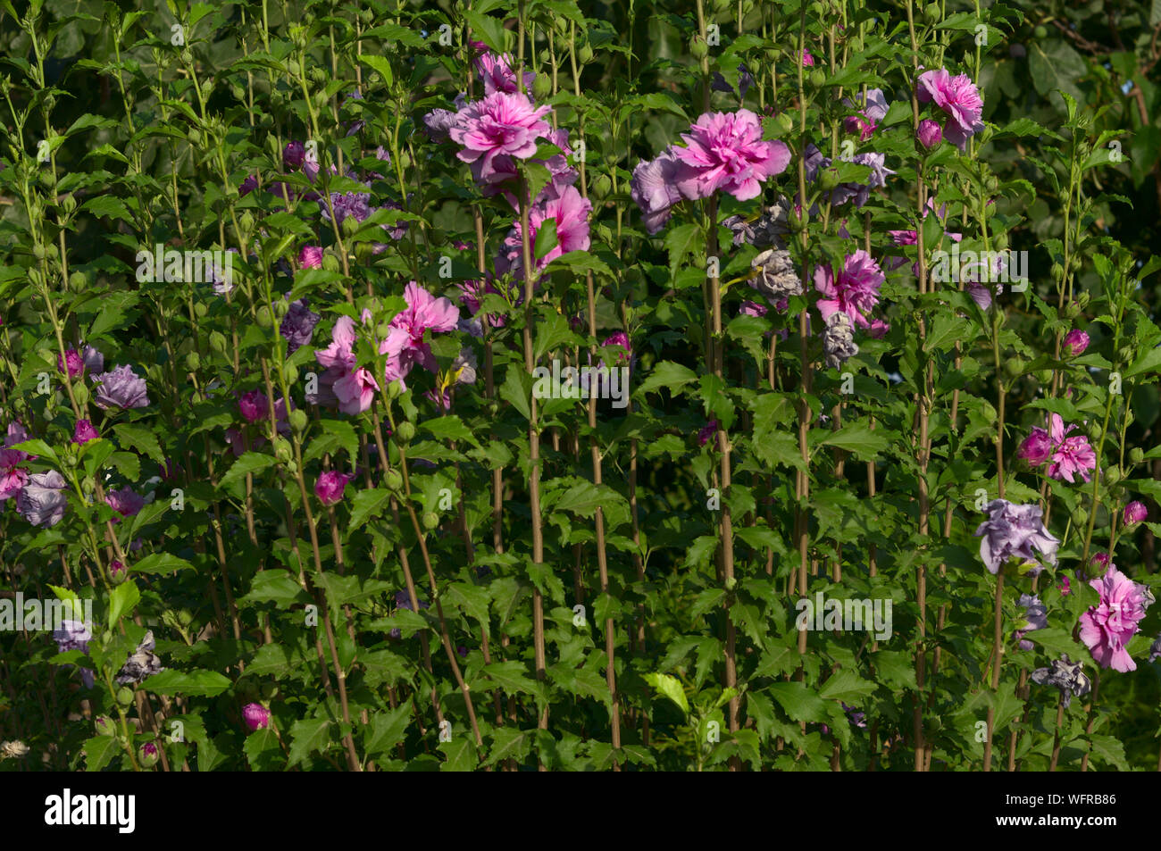 Hibiscus syriacus is a species of flowering plant in the mallow family, Malvaceae. It is native to south-central and southeast China Stock Photo