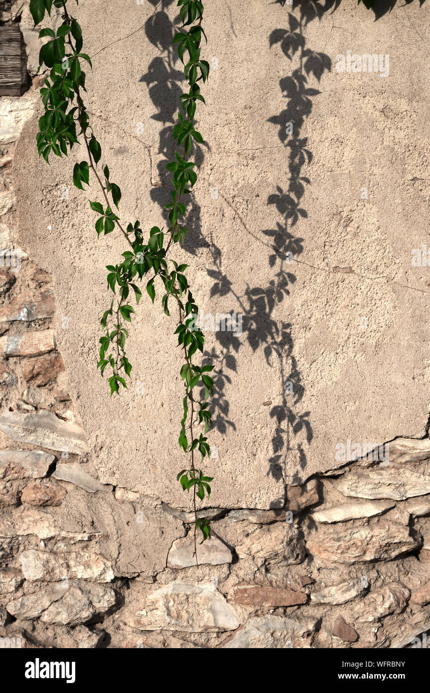 deteriorated wall with vine plant for backgrounds and textures Stock Photo