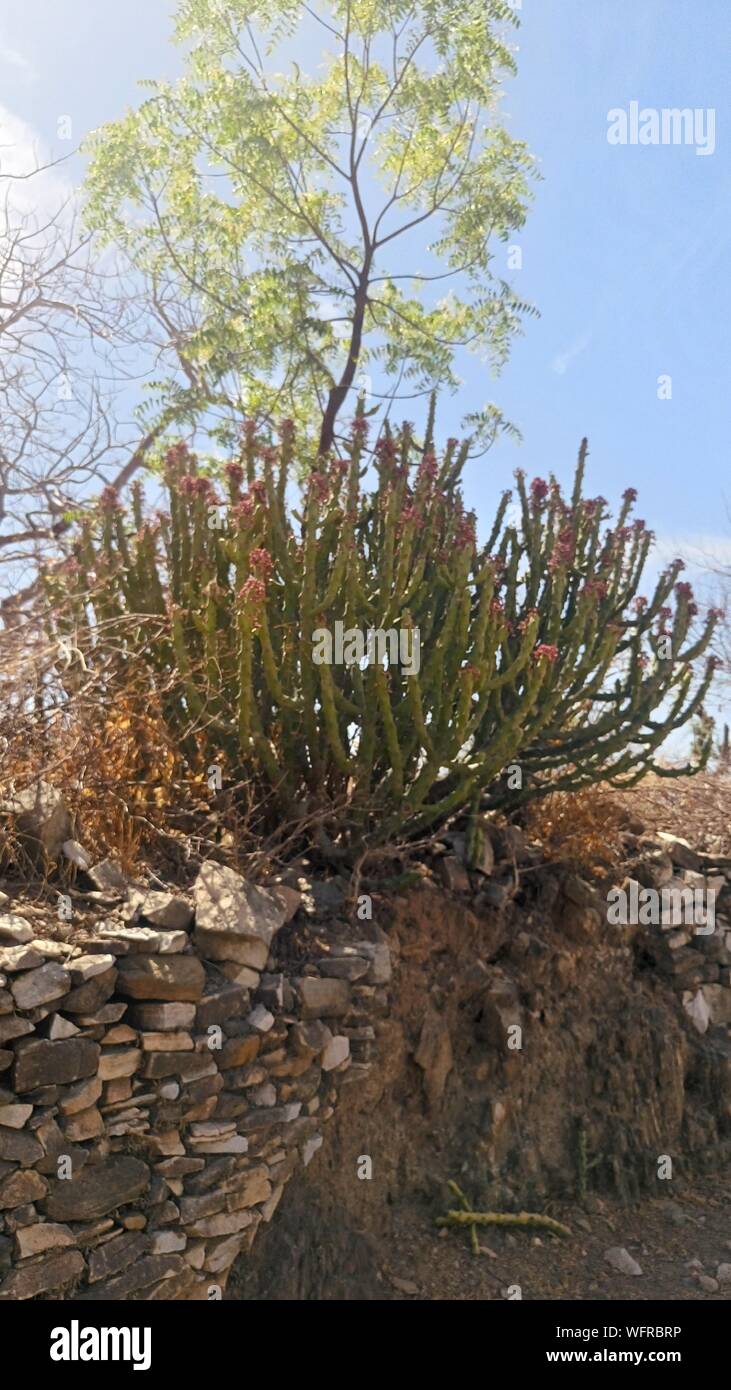 Trees Growing On Rocks Stock Photo Alamy