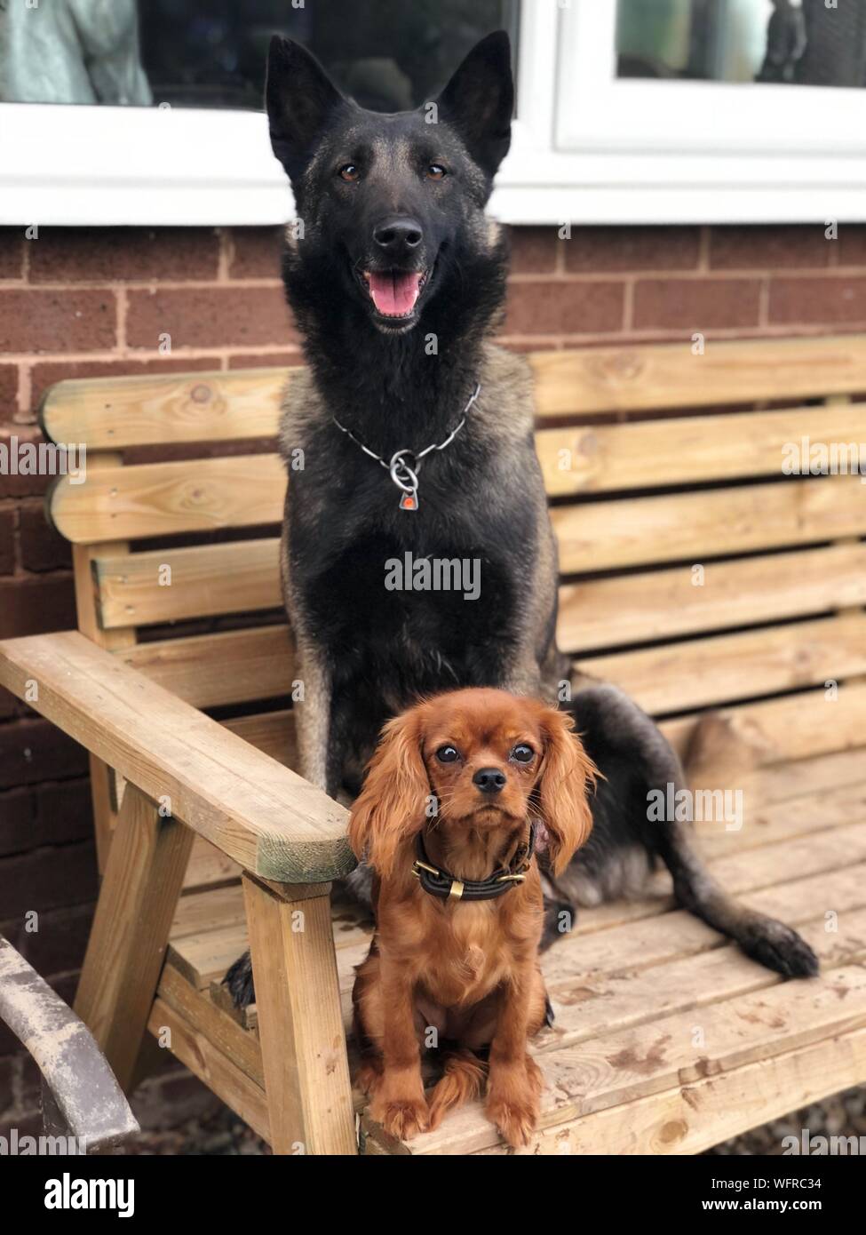 Portrait Of Dogs Sitting On Wooden Bench Stock Photo 267889752