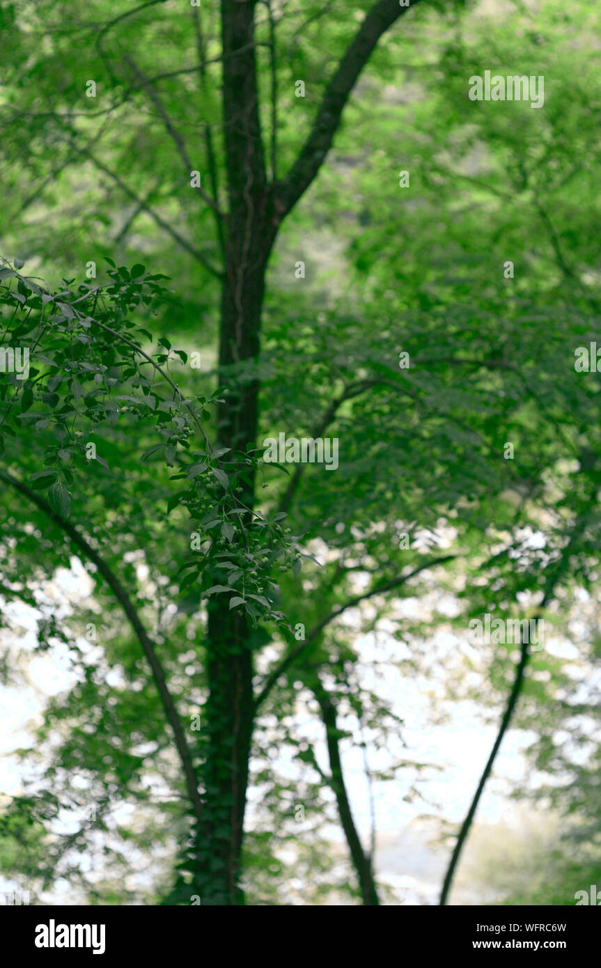 tree branch with leaves with trunk and background vegetation Stock Photo