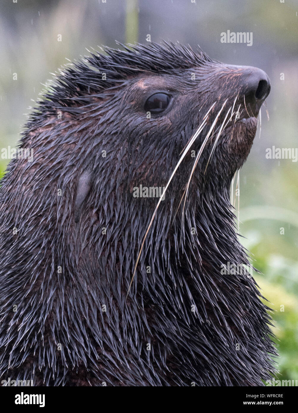 Northern Fur Seal of Pribilof Islands, Alaska Stock Photo