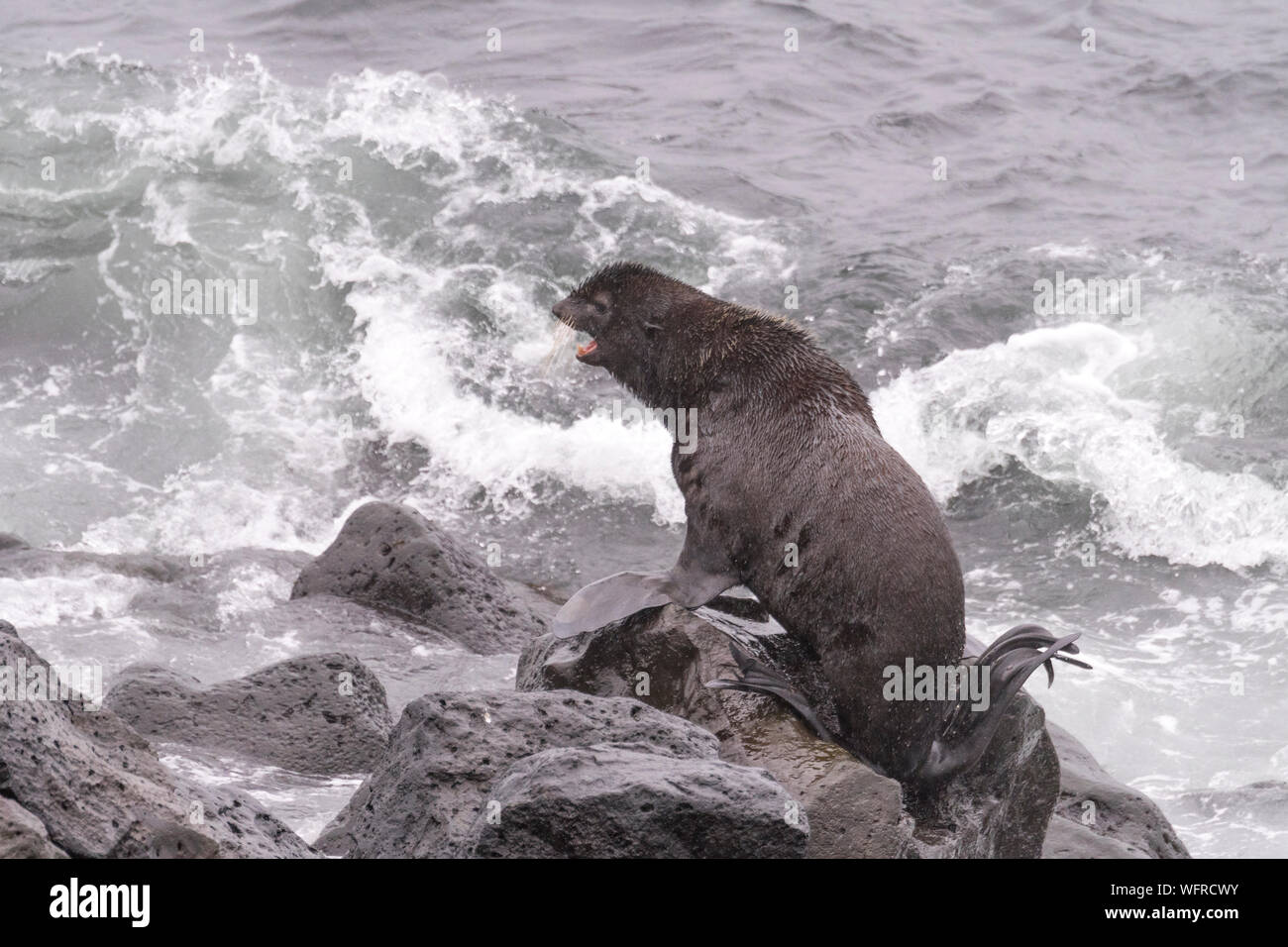 Northern Fur Seal of Pribilof Islands, Alaska Stock Photo