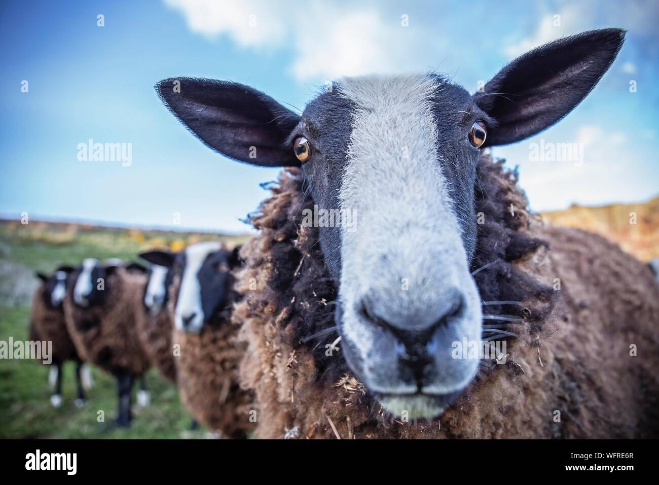 Close-up Portrait Of Sheep On Field Against Sky Stock Photo