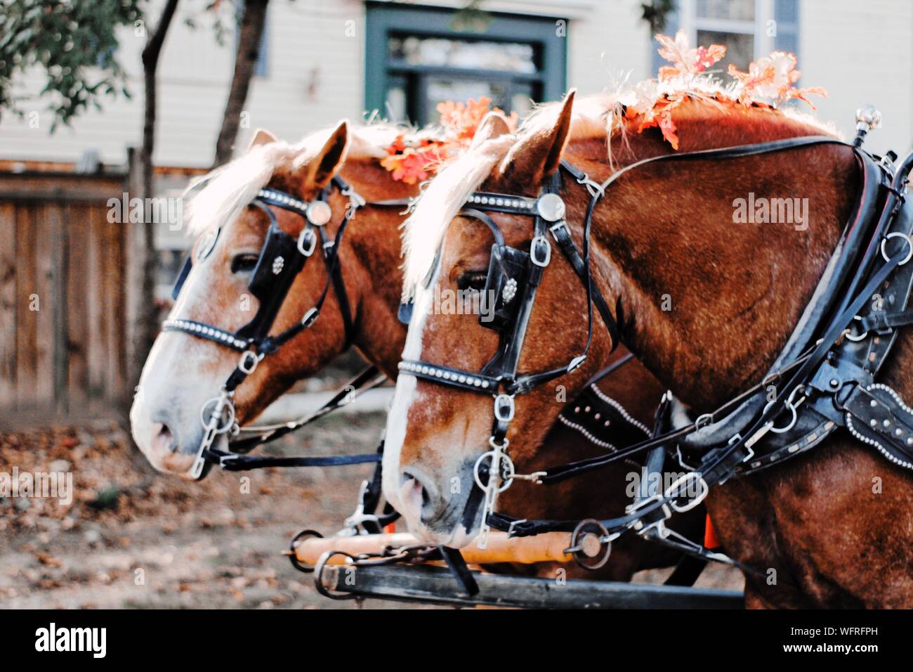 Animals Pulling Horse Cart High Resolution Stock Photography and Images
