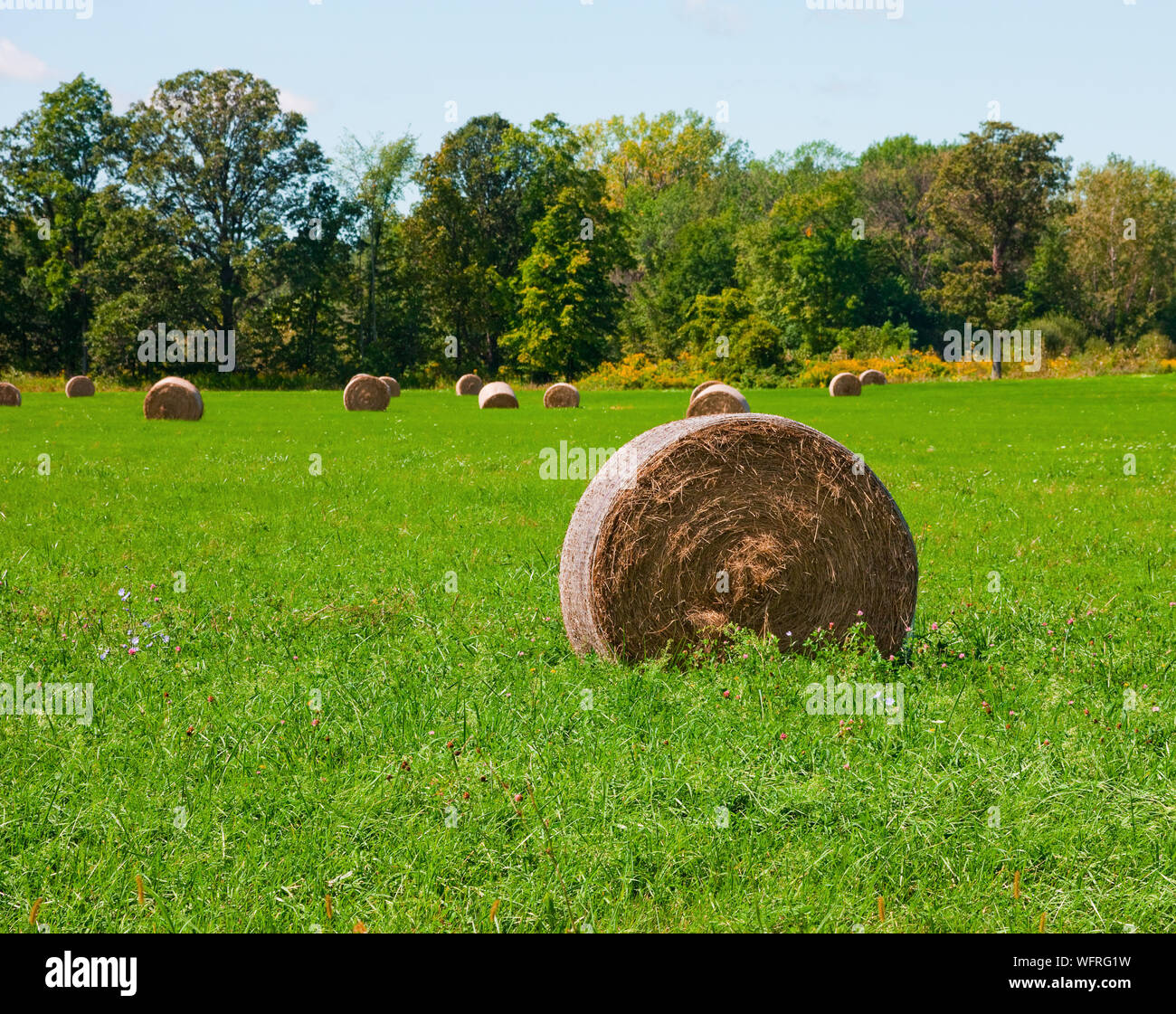 Rolls of hay in upstate New York Stock Photo