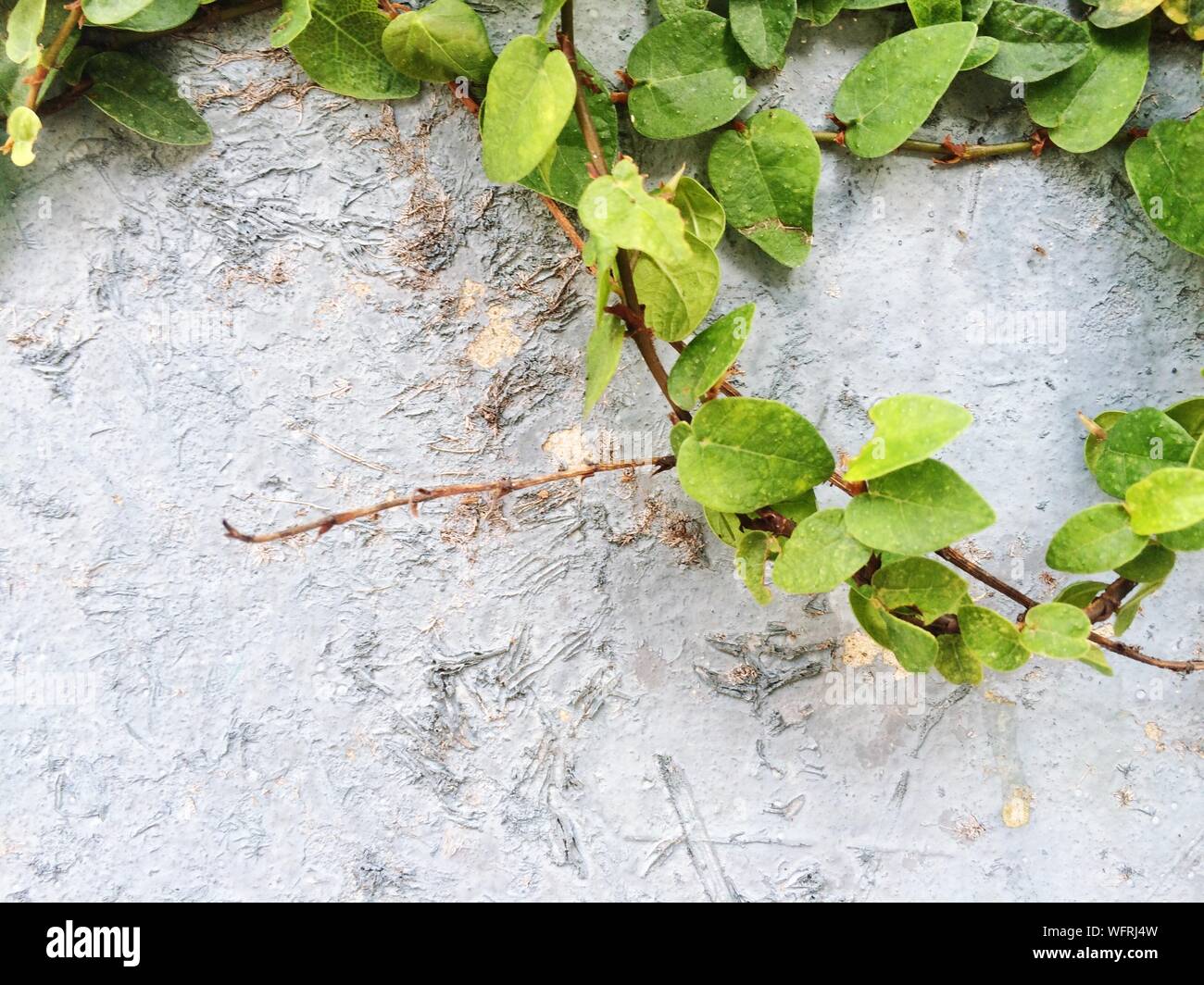 Ivy plant growing up wall hi-res stock photography and images - Alamy