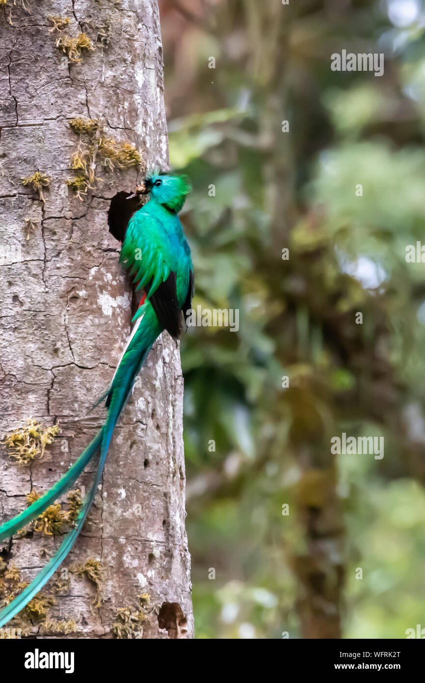 Resplendent Quetzal (Pharomachrus mocinno) inhabits the cloud forests of Costa Rica Stock Photo