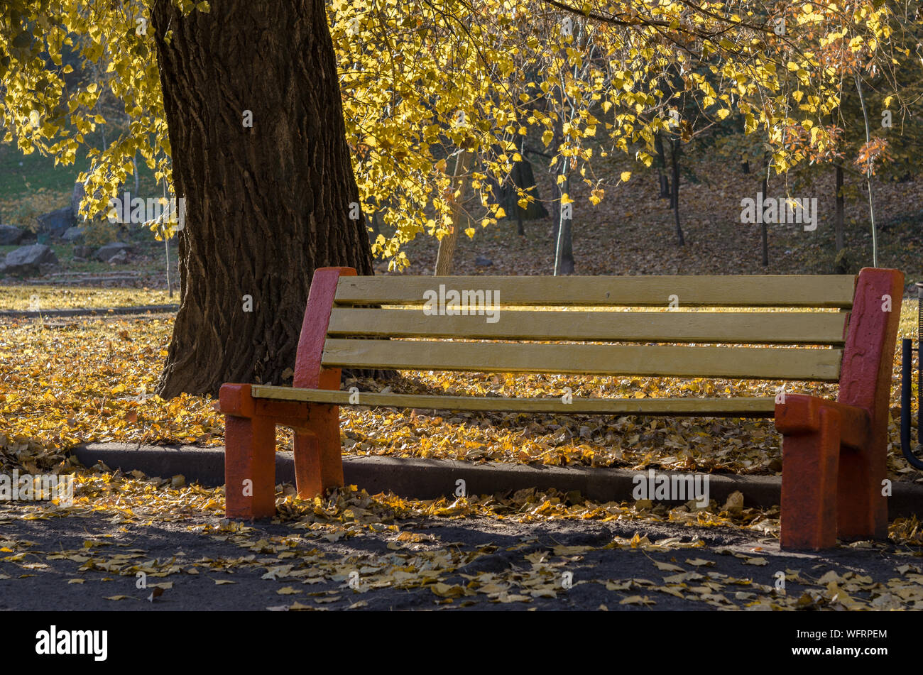 Yellow lonely bench in the autumn park under the crown of a yellowed ...