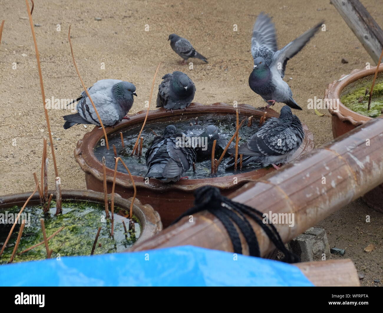 High Angle View Of Birds Perching On Birdbath Stock Photo