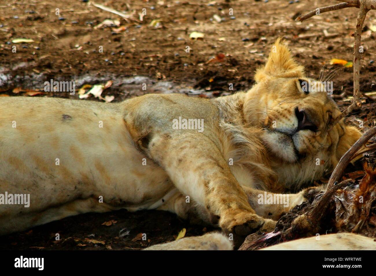 Lion relaxed hi-res stock photography and images - Alamy