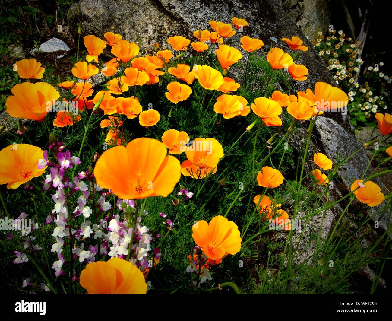 Orange Wildflowers High Resolution Stock Photography and Images - Alamy