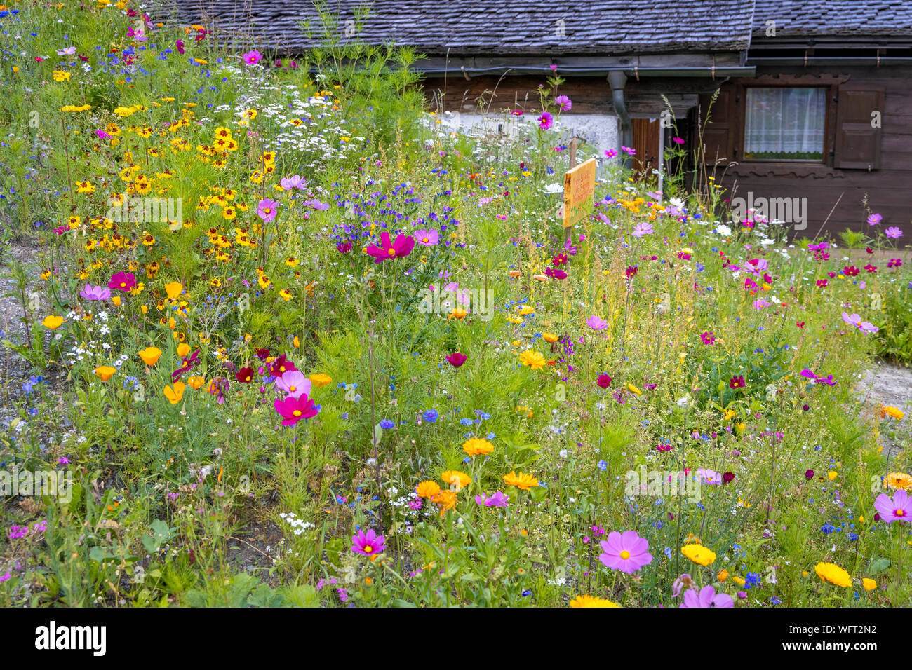 colorful flower meadow in Partenen Stock Photo