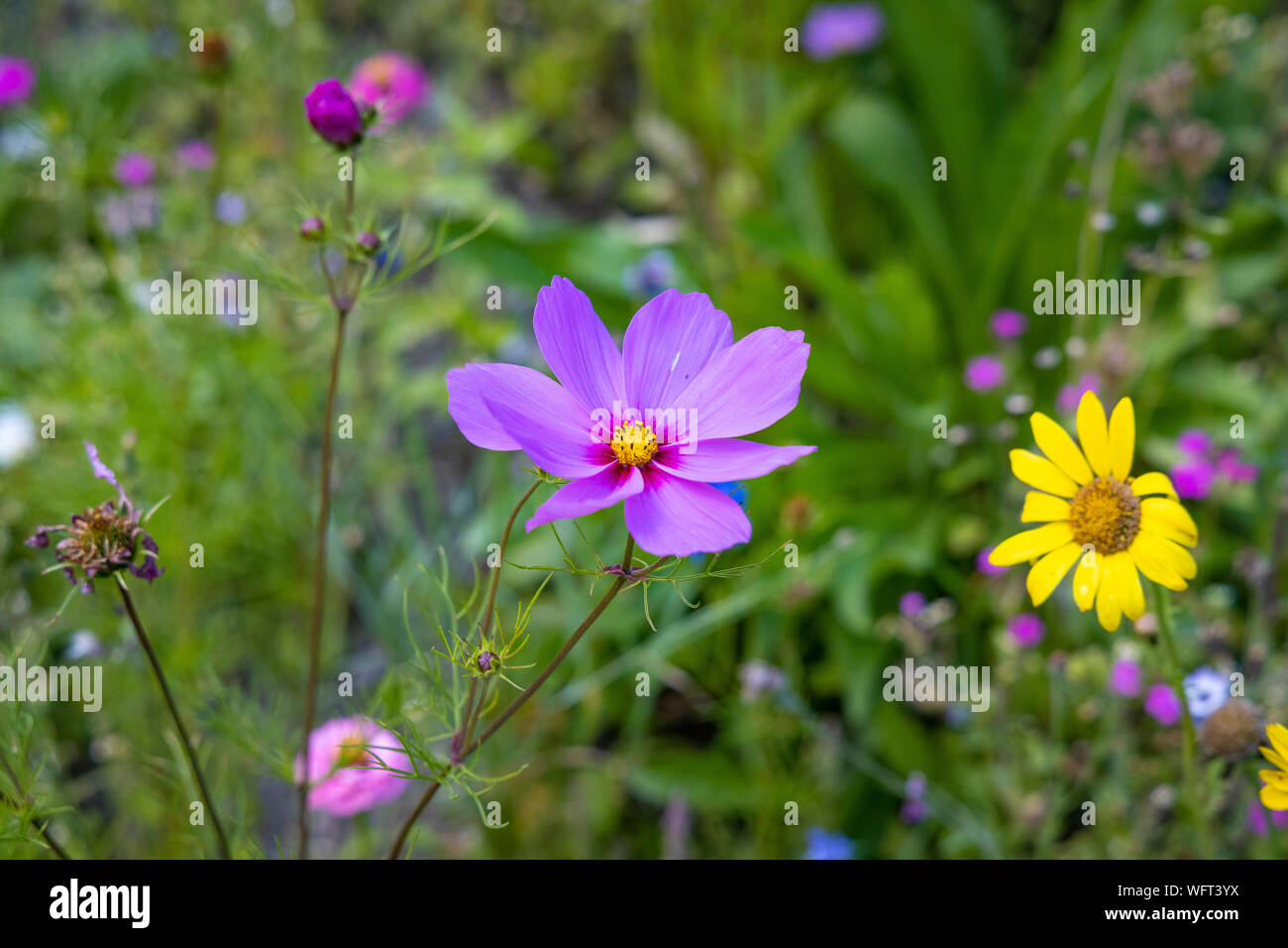 colorful flower meadow in Partenen Stock Photo