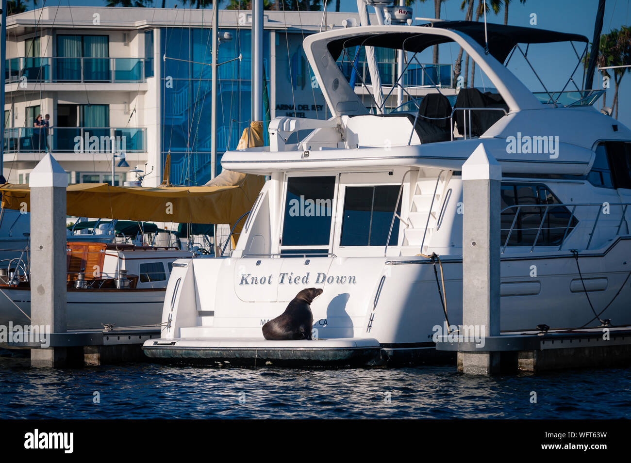Seal relaxing on the Knot Tied Down boat in Marina Del Rey harbor in Los Angeles, CA. Photographed from the WaterBus during summer time. Stock Photo