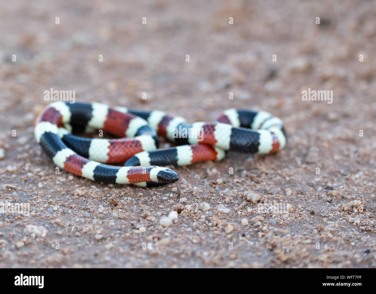 Arizona Coral Snake after monsoon rain in Southern Arizona Stock Photo