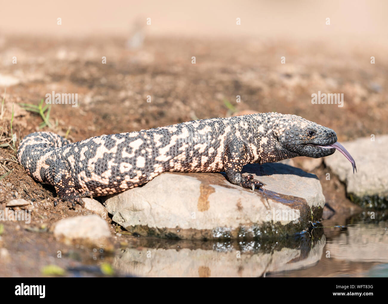 Gila Monster in Sonoran Desert of Southern Arizona Stock Photo Alamy