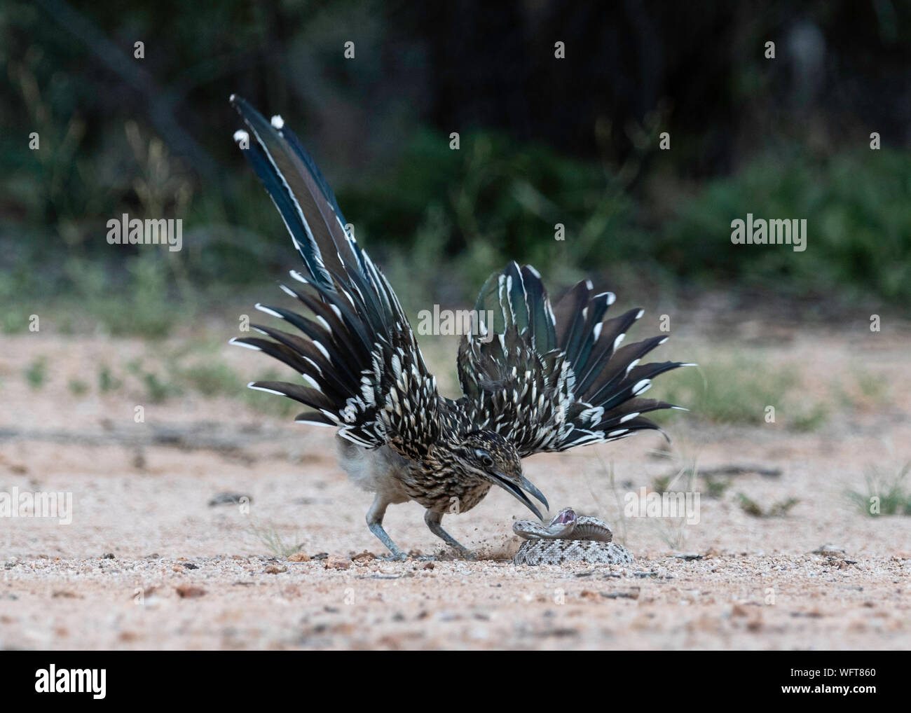 Greater Roadrunner battling a Diamond back rattle snake Stock Photo