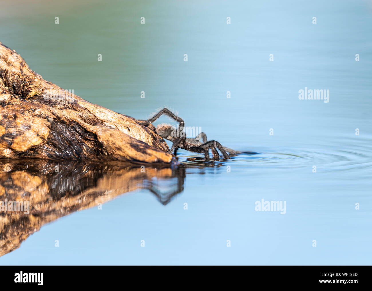Tarantula taking a drink after monsoon rain in Sonoran Desert, Tuscon Arizona Stock Photo