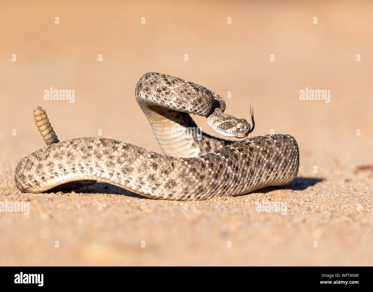 Western Diamondback Rattlesnake in Sonoran desert of southern Arizona Stock Photo