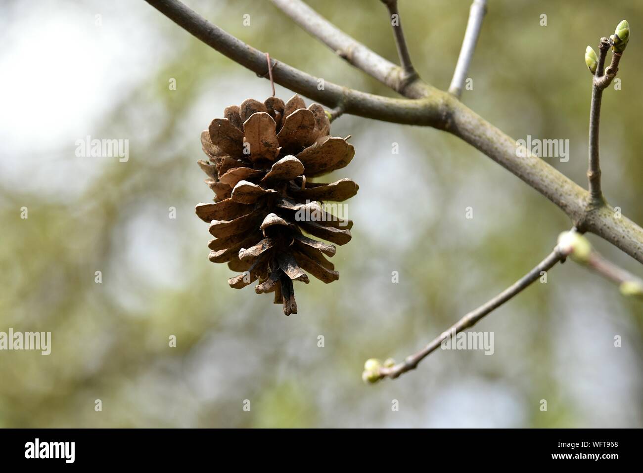 Pine Cone Bird Feeder Stock Photos Pine Cone Bird Feeder Stock