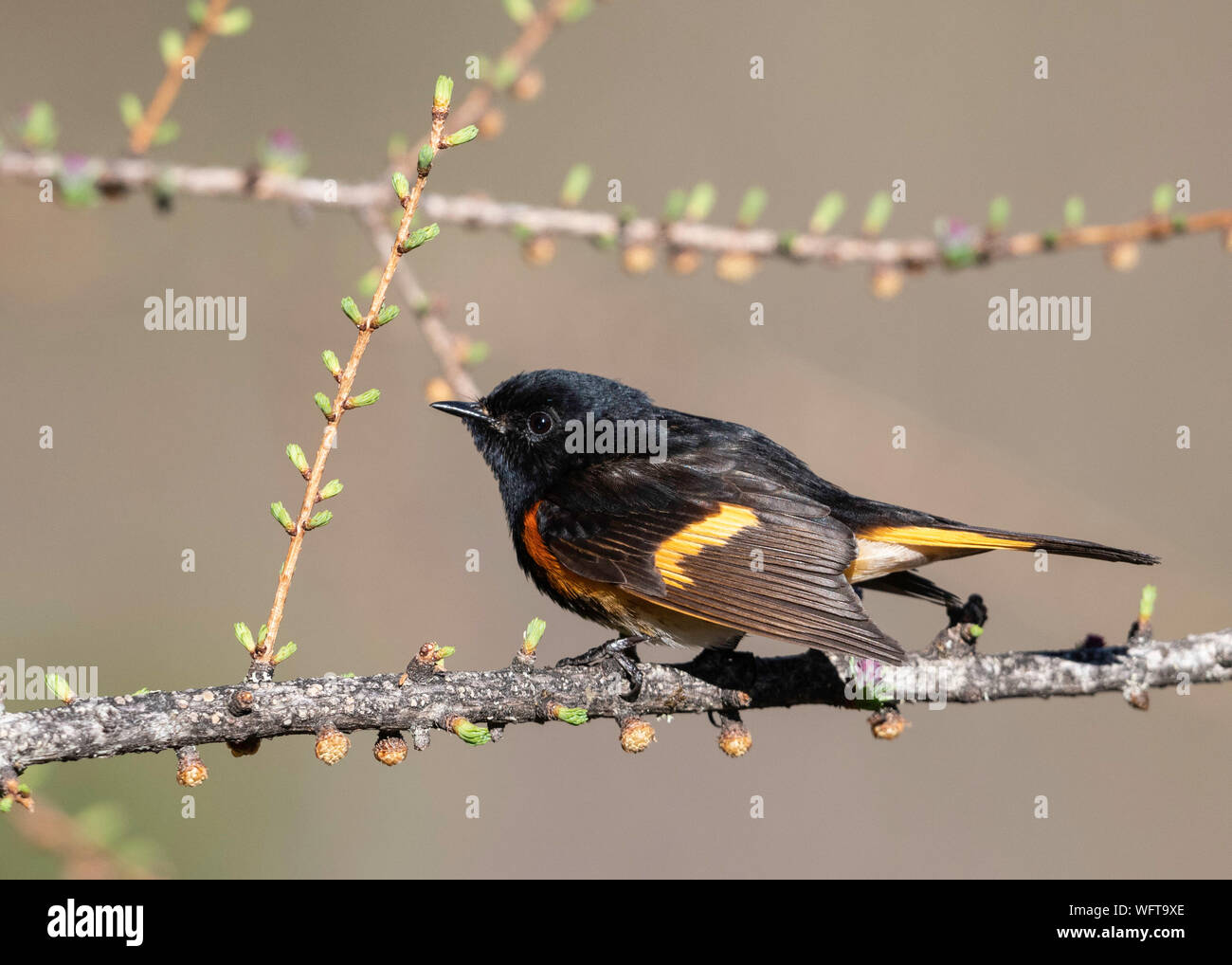 Redstart Migration Bright orange during breeding hi-res stock photography and images - Alamy