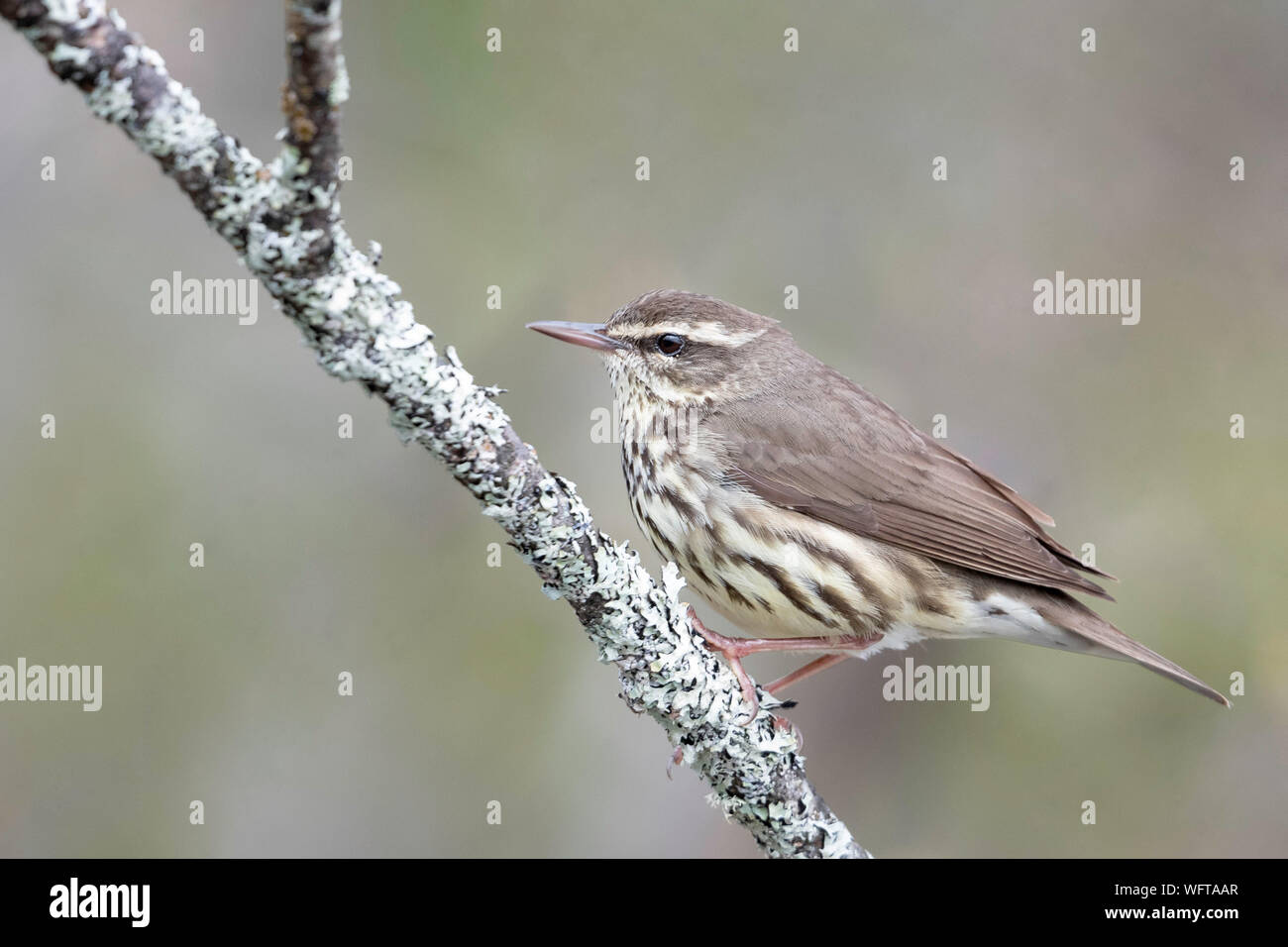Northern Waterthrush (Parkesia noveboracensis) Stock Photo