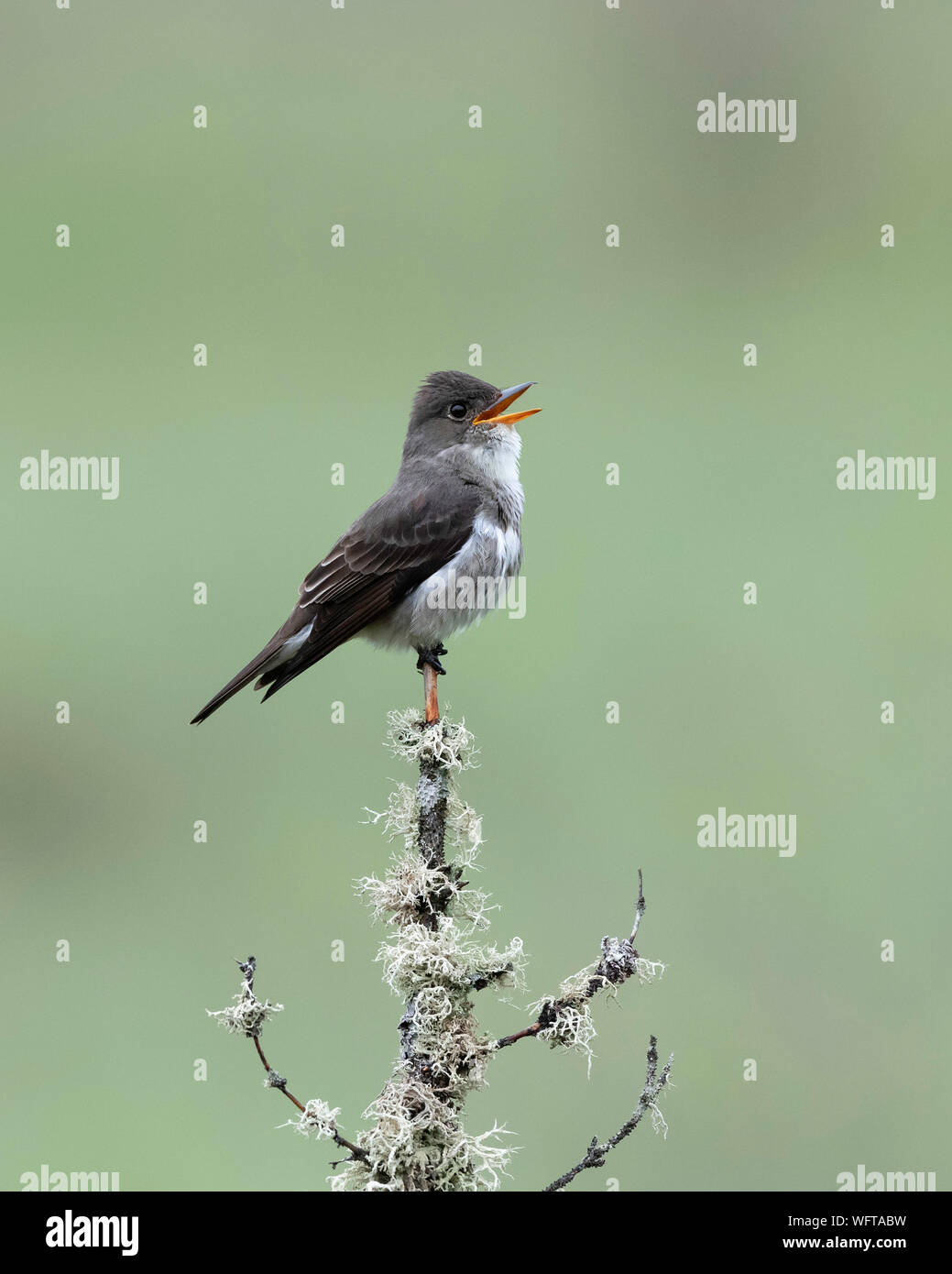 Olive-sided Flycatcher Stock Photo