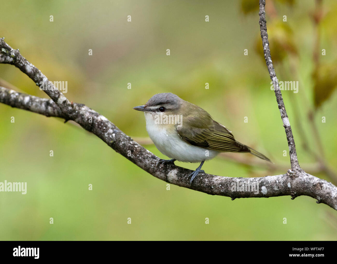 Red-eyed Vireo Stock Photo