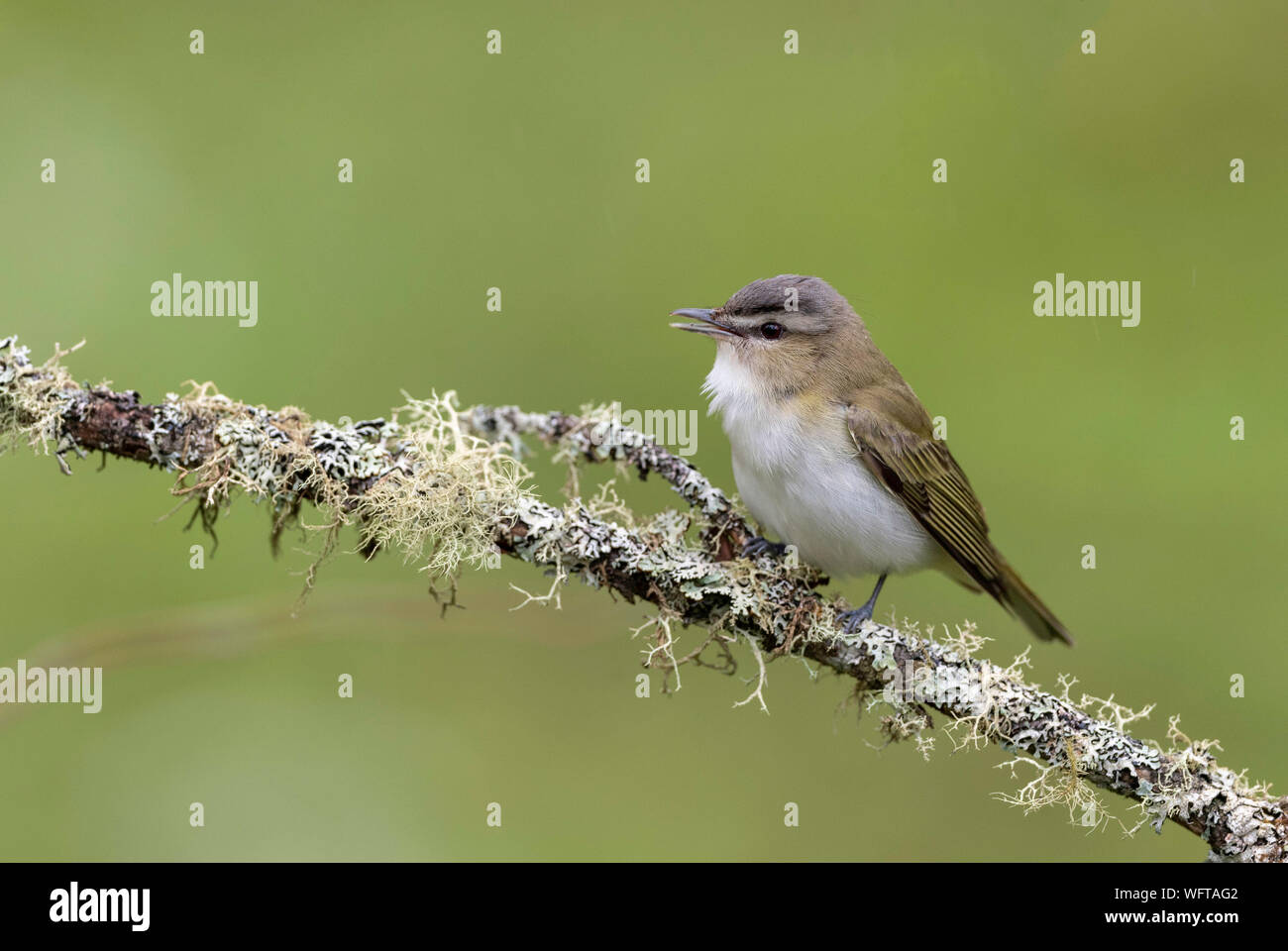 Red-eyed Vireo Stock Photo
