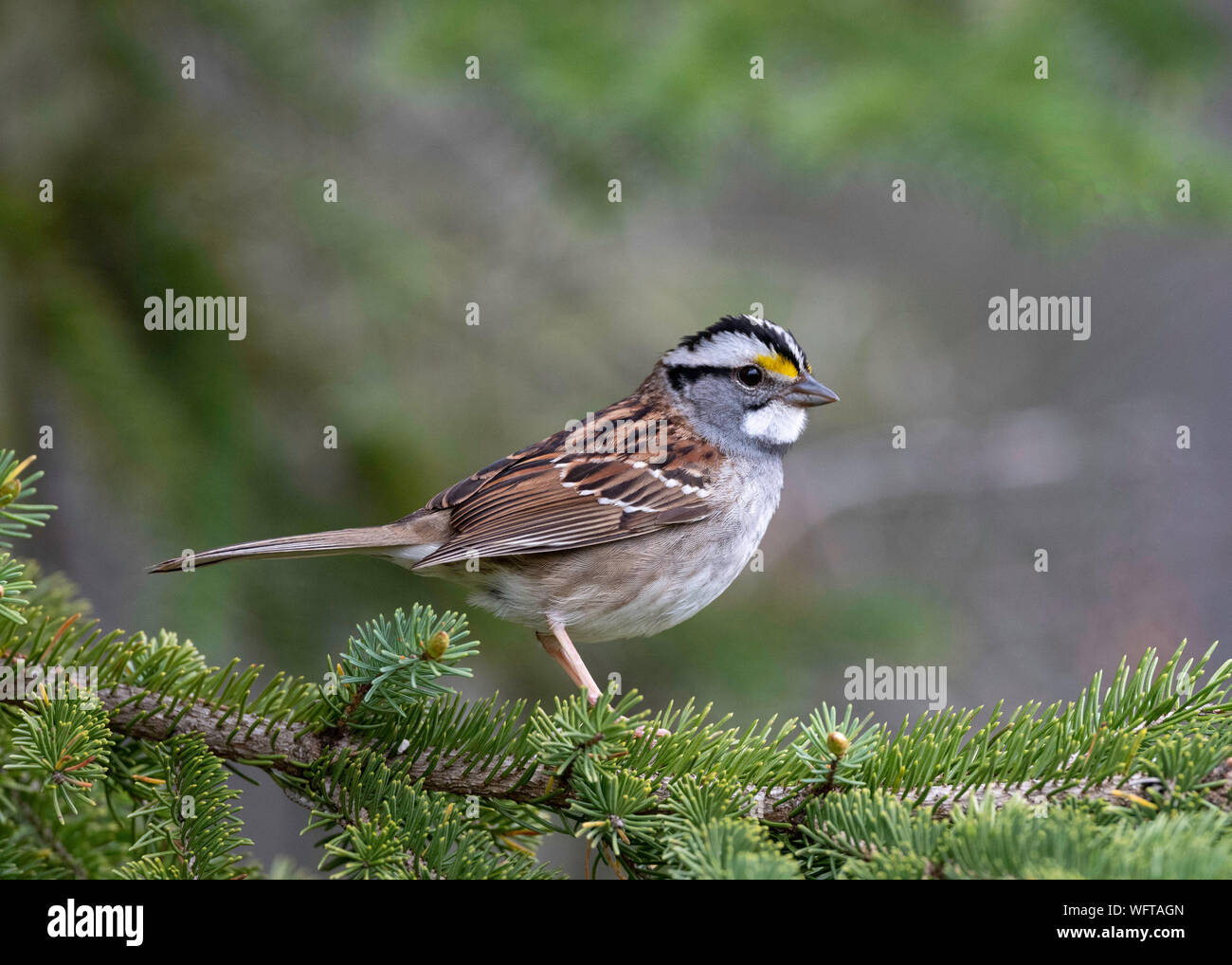 White-throated Sparrow (Zonotrichia albicollis) Stock Photo
