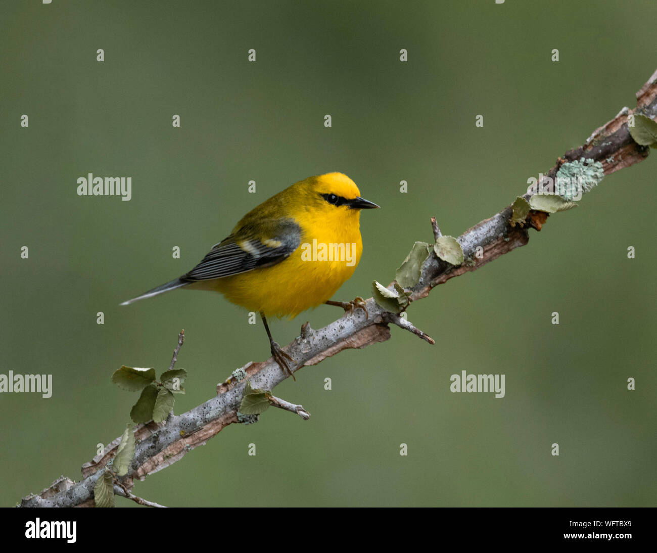 Blue-winged Warbler on perch at water drip in Galveston Texas Stock Photo